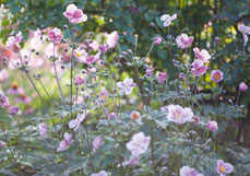 Midi-Doppelkarte Bauerngarten
