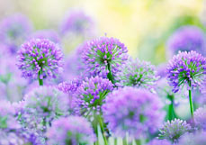 Midi-Doppelkarte Sommerlicher Zierlauch