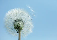 Midi-Doppelkarte Kleine Flieger