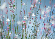 Midi-Doppelkarte Weiße Prachtkerze II