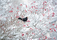Midi-Doppelkarte Wintervöglein