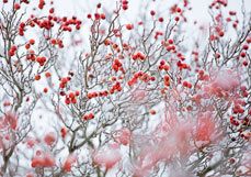 Midi-Doppelkarte Verschneiter Hahndorn I