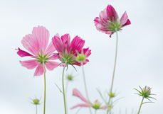 Midi-Doppelkarte Zarte Cosmeen