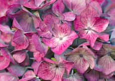 Midi-Doppelkarte Hortensie in bordeaux