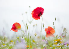 Midi-Doppelkarte Wilde Wiese mit Mohn