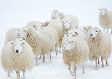 Midi-Doppelkarte Schäfchen im Schnee