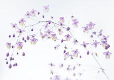 Midi-Doppelkarte Wiesenraute VI