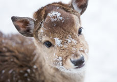 Midi-Doppelkarte Dammwild im Schnee IV