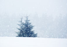 Midi-Doppelkarte Tannenbäumchen im Flockenwirbel
