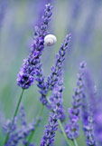 Midi-Doppelkarte Lavendel mit Schnecke