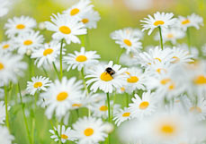 Midi-Doppelkarte Hummel besucht Margerite