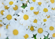 Midi-Doppelkarte Weiße Chrysanthemen