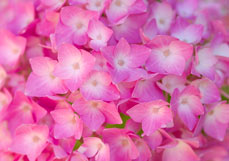 Midi-Doppelkarte Leuchtende Hortensie