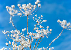 Midi-Doppelkarte Verschneite Dolden