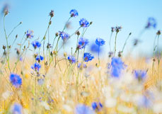 Midi-Doppelkarte Kornblumen im Feld II