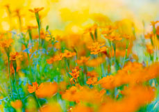Midi-Doppelkarte Tagetes I
