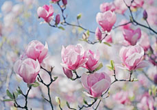 Postkarte Magnolienblüten