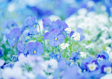 Postkarte Hornveilchen