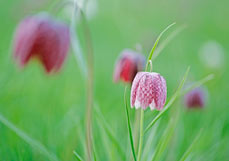 Postkarte Schachbrettblume