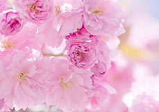 Postkarte Rosa Wolken