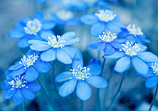 Postkarte Leberblümchen I