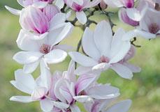 Postkarte Magnolienzauber