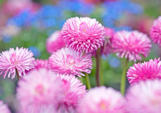 Postkarte Tausendschönchen