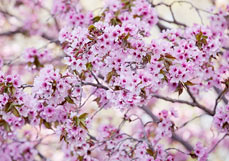 Postkarte Frühlingswunder