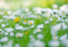 Postkarte Gänseblümchen