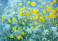 Postkarte Hahnenfuß liebt Wiesenkerbel