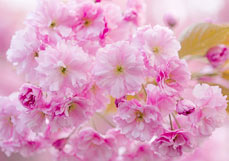 Postkarte Kirschblütentraum