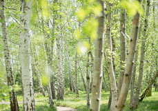 Postkarte Birkenwäldchen