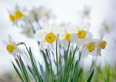 Postkarte Narzissen II