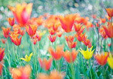Postkarte Tulpensinfonie in Orange