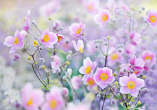 Postkarte Anemone hupehensis XI