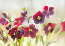 Postkarte Helleborus II