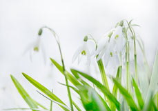 Postkarte Schneeglöckchen II