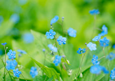 Postkarte Kleine Vergissmeinnichtblüten