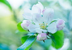 Postkarte Apfelblüte