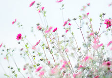 Postkarte Nepalfingerkraut II