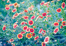 Postkarte Fingerkraut