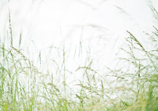 Postkarte Auf der Wiese