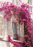 Postkarte Bougainvillea am Fenster