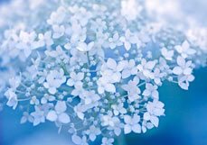 Postkarte Hortensientraum