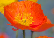 Postkarte Islandmohn