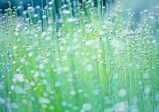 Postkarte Heiligenkraut