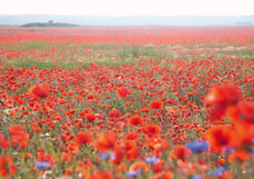 Postkarte Mohnfeld