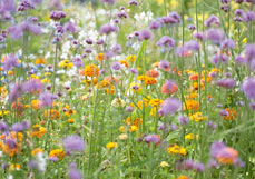 Postkarte Sommerwiese