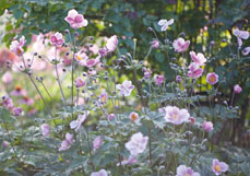 Postkarte Bauerngarten