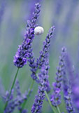 Postkarte Lavendel mit Schnecke
